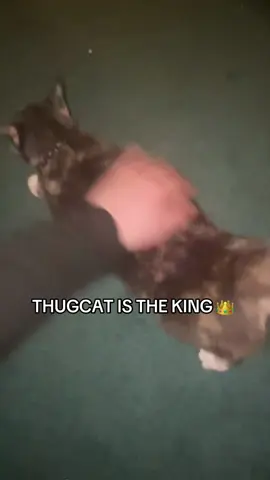 IM THE KING TOO 👑 #fyp #yesking #yesking😩 #yeskingaudios #cat #cats #catsoftiktok #funny #funnyvideo #funnycat #viralvideo #viral #trending #trend 