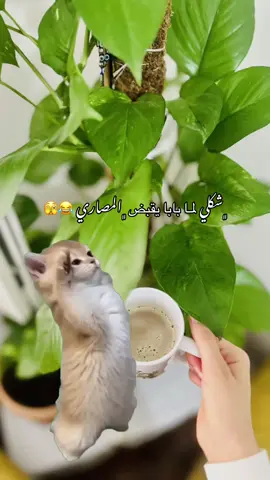 #Meme #MemeCut #😂🫣🙂‍↔️#لايك__explore___ #تصويري📷 #foryoupage #محظور_احترافي_الاجواء😴 