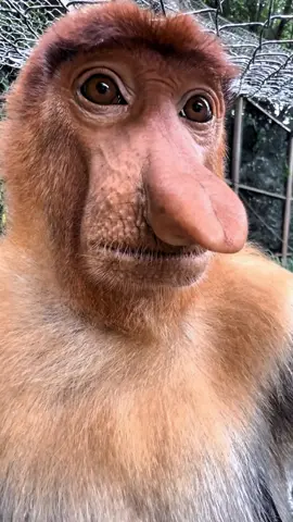 #fentysuperbrandday #tiktok #monkey #fyp 