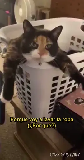 Yo no fui #humor #comedia #gatos #michi #doblaje