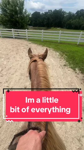 From animals to weightloss journey to halal finds to my greatest find, Islam #contentcreator #contentcreatorsoftiktok #fyp 