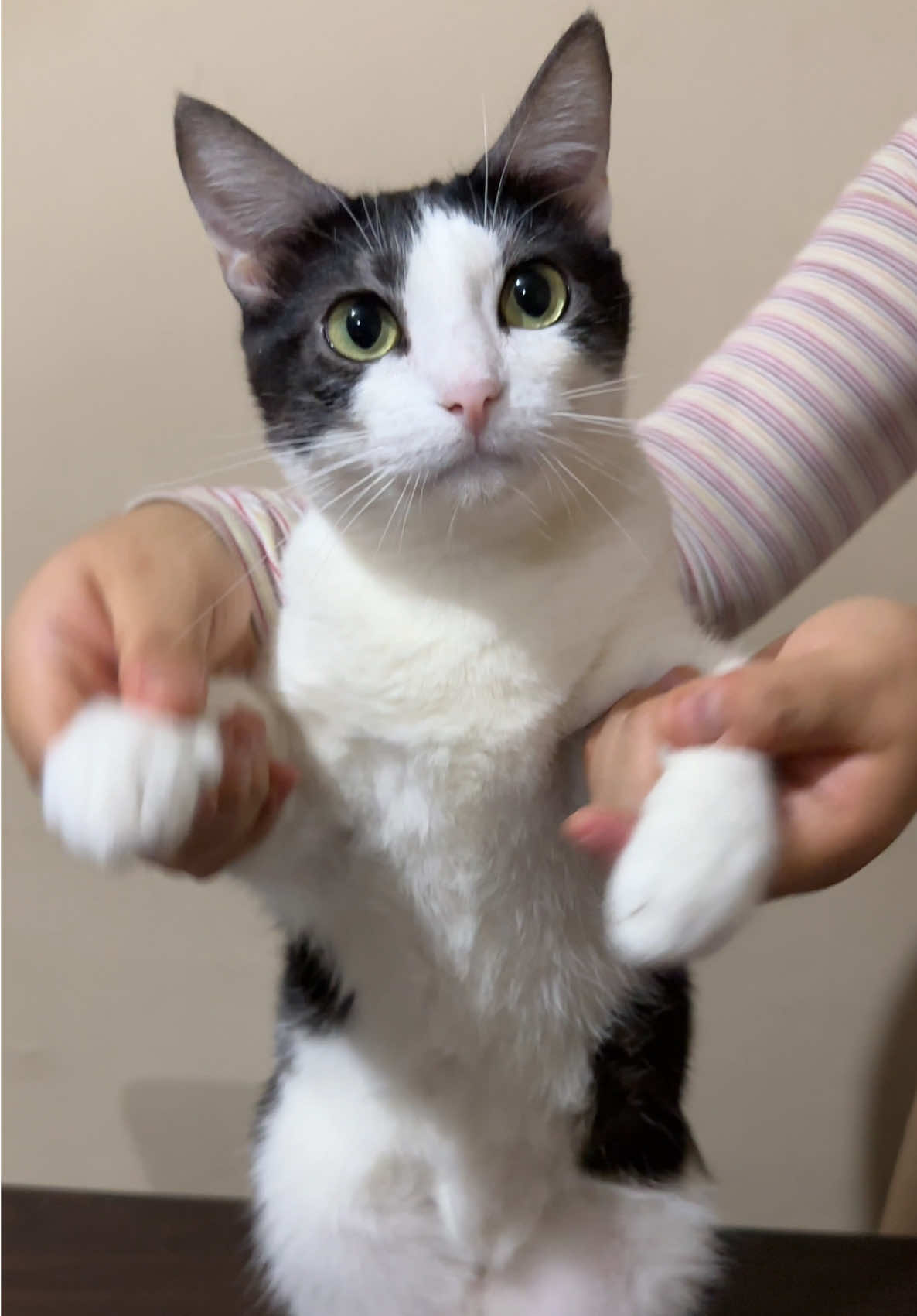 Este pingüino está un poco extraño 🙀 ¿Qué diferencias encuentras?🙀 #catsoftiktok #gatosdetiktok #catlover #gatostiktok #catdance 
