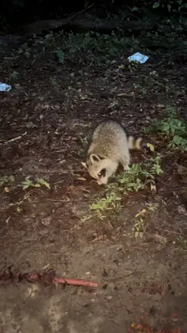 Anyone have name ideas for the twins? 😂😂😂 #raccoon #raccoonsoftiktok #rickylynn 