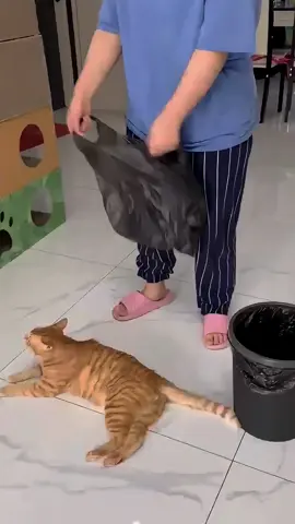 Cats are the best helpers.🥰#catsoftiktok #foryou #cat #funnycat #catlover #fyp 