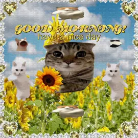 good morning! 😸😸😸🌻 #cat #viral #catlover #catsoftiktok #jollytok #kittycat #lovecats #memecat #cattok #sillycat #viralcat 