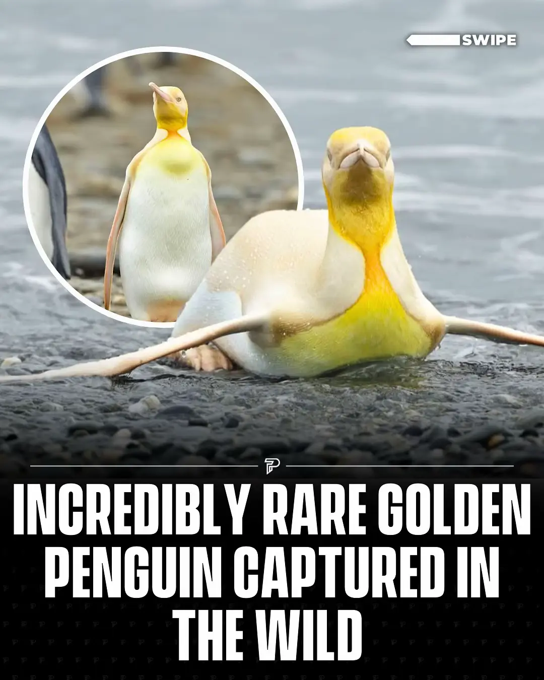 A wildlife photographer has captured an incredibly rare golden penguin in the wild. #RoadTo19M #Pubity  (📸: IG/@yves_adams)