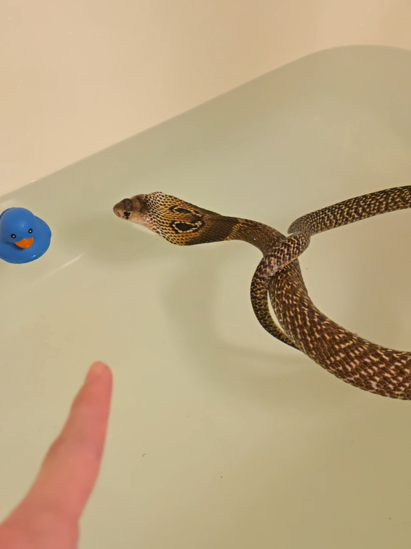 Steve is a cobra, not a rubber ducky. #reptiles #venomoussnakes #cobra #bath 