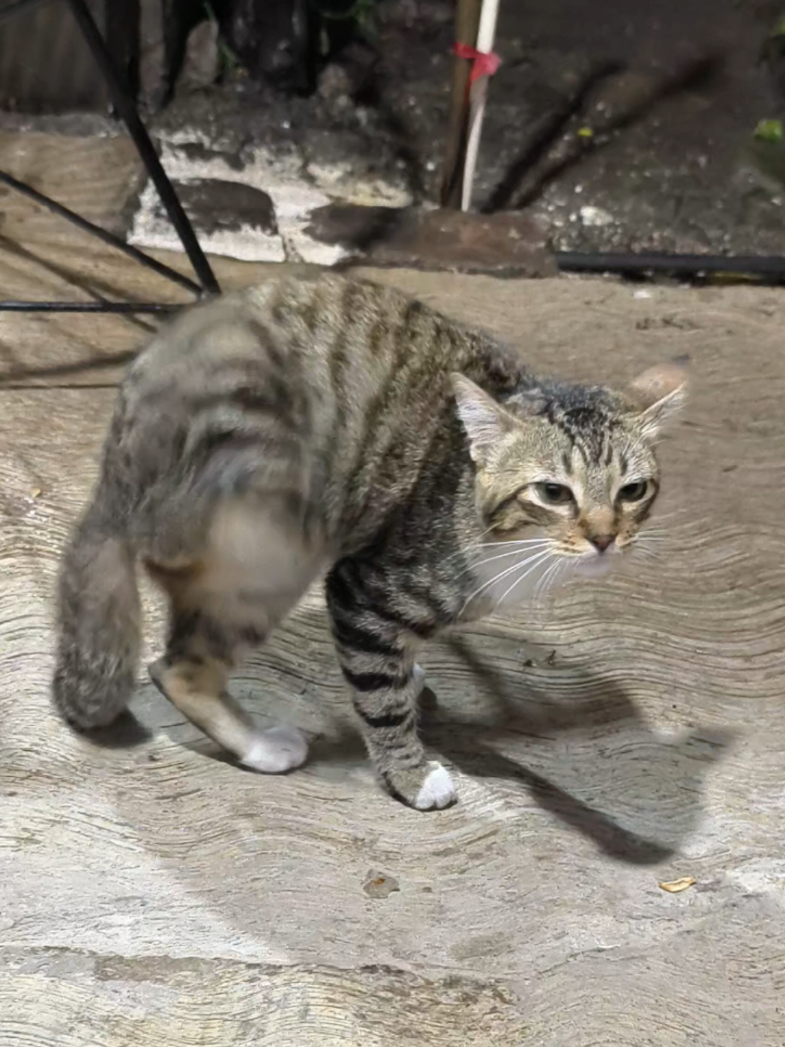 Si le ayudo a rascarse yo también #gatitostiktok #catsoftiktok #cat #gatitos #fypp #fypシ #foryoupage #rascadita #bluetooth 