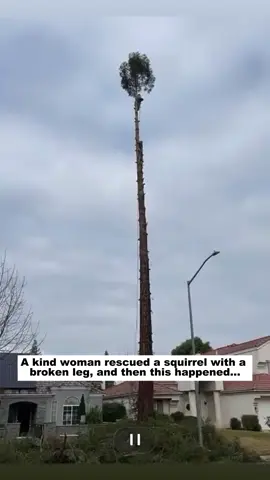 A kind woman rescued a squirrel with a broken leg, and then this happened...#wildlife #rescue #lovestory #animals #squirrel 