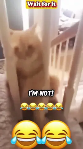 Try not to laugh : Animals Edition 🤣🤣🤣 #voiceover #PetsOfTikTok #dogsoftiktok #catsoftiktok 