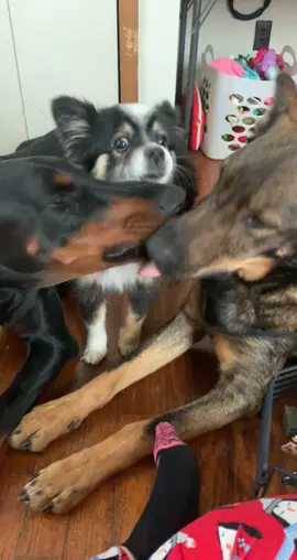 #dogsoftiktok #viral #trending 