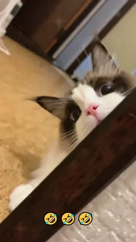 The Joyful Life of Cats 🐱💕💕 #fyp #funny #catfortiktok #cat #pets #cute #catsoftiktok#foryou#cats#funnyvideos #catlover #funnycats#funnyanimal #catlife