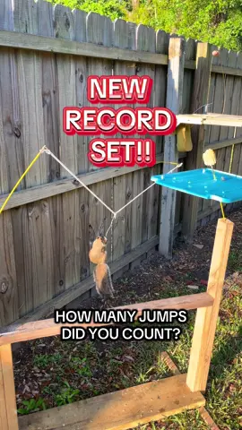 This is raw talent! #funny #viral #squirrels #fyp #squirreltok #tiktok #animals #squirrel #fy 