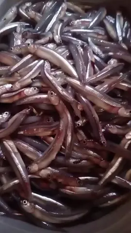 paksiw na Dilis