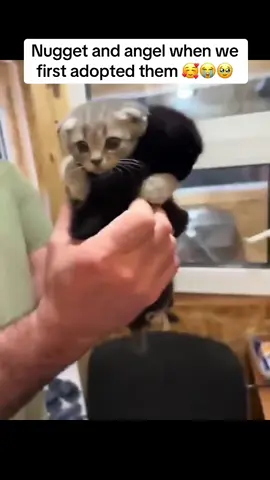 They wouldn’t stop hugging each other. Mates for life #fyp #cats #cattok #catsoftiktok #cute #viral