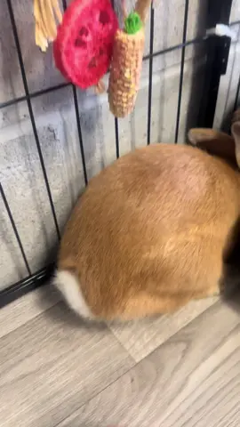 #RescueRabbit #BunnyLove #goodlifenow #adoptdontshop #spice #rescue #stray #bunny #babybunnies #animalsontiktok #LivingTheGoodLife #bunnytail #cottontail #flemishgiantrabbit 