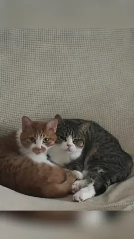 #fypシ #fyp #cat 