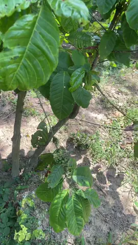 Chắt phải đi Anh đi Hàn du lịch 