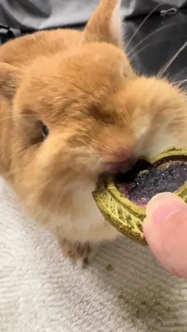 歯みえた？🫣 #うさぎ #うさぎのぽぽ #rabbit #ぽぽ #手作りクッキー #チモシークッキー