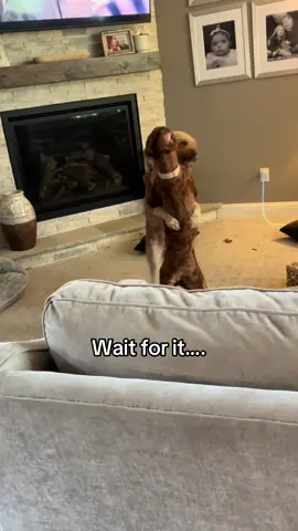 Bella and the neighbor dog. GoldenDoodle, funny dog, funny puppy video. #goldendoodlesoftiktok #goldendoodlepuppy #funnydogvideos #dogsoftiktok #goldendoodlelife #dogtok 