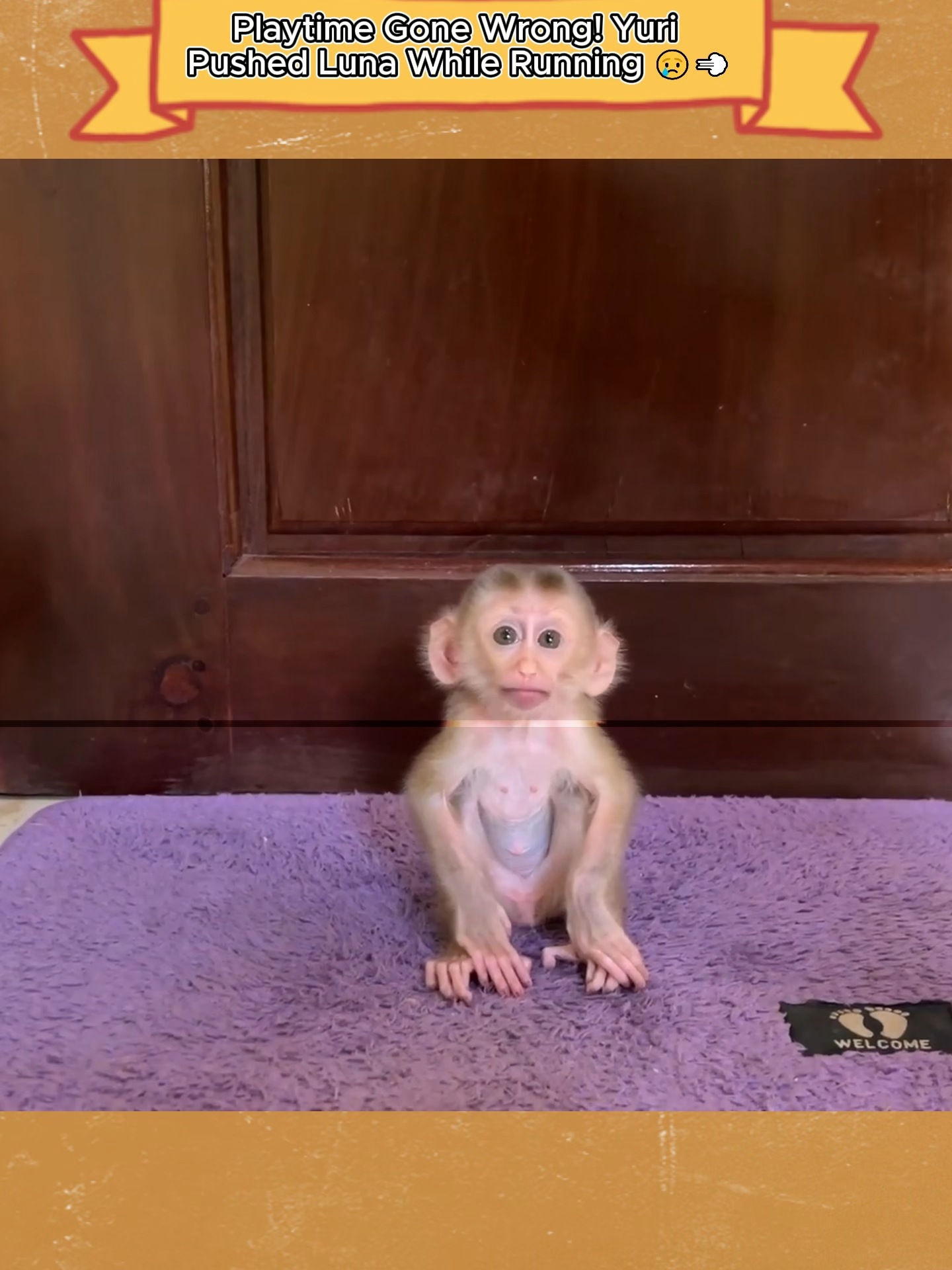 Playtime Gone Wrong! Yuri Pushed Luna While Running 😢💨#Monkey #CuteMonkeys #MonkeyLife #WildlifeWednesday #AnimalLovers #PrimatesOfTikTok #FunnyMonkeys #NatureLovers #ZooAdventures #MonkeyMagic