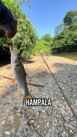 Strike ikan hampala lagi kawan🎣 #mancing#storymancing#fypage 