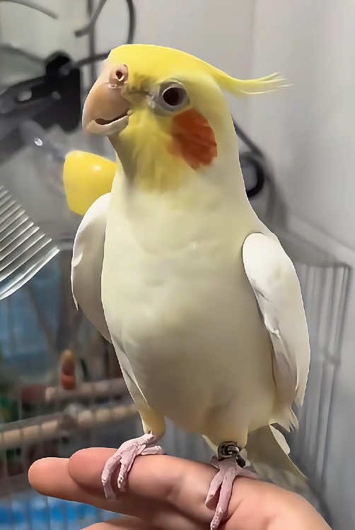 Parrots are the best imitators 🦜🤣#parrot #parrotsoftiktok #parrotlove #funnyparrot #funnyvideos #parrotlife #foryou #fyp #funny 