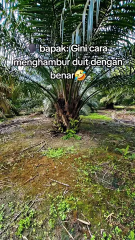 ada yg tau ini pupuk apa #CapCut #pupuksawit #petanisawit #petaniindonesia🇮🇩🇮🇩🇮🇩🌿🌿 #petanimuda #sawitviral #sawit #sawitontiktok #storysawit🌴🌴 #fyp #fypシ゚viral #bosmuda😎 #lewatberanda #fypviral #bossawit 