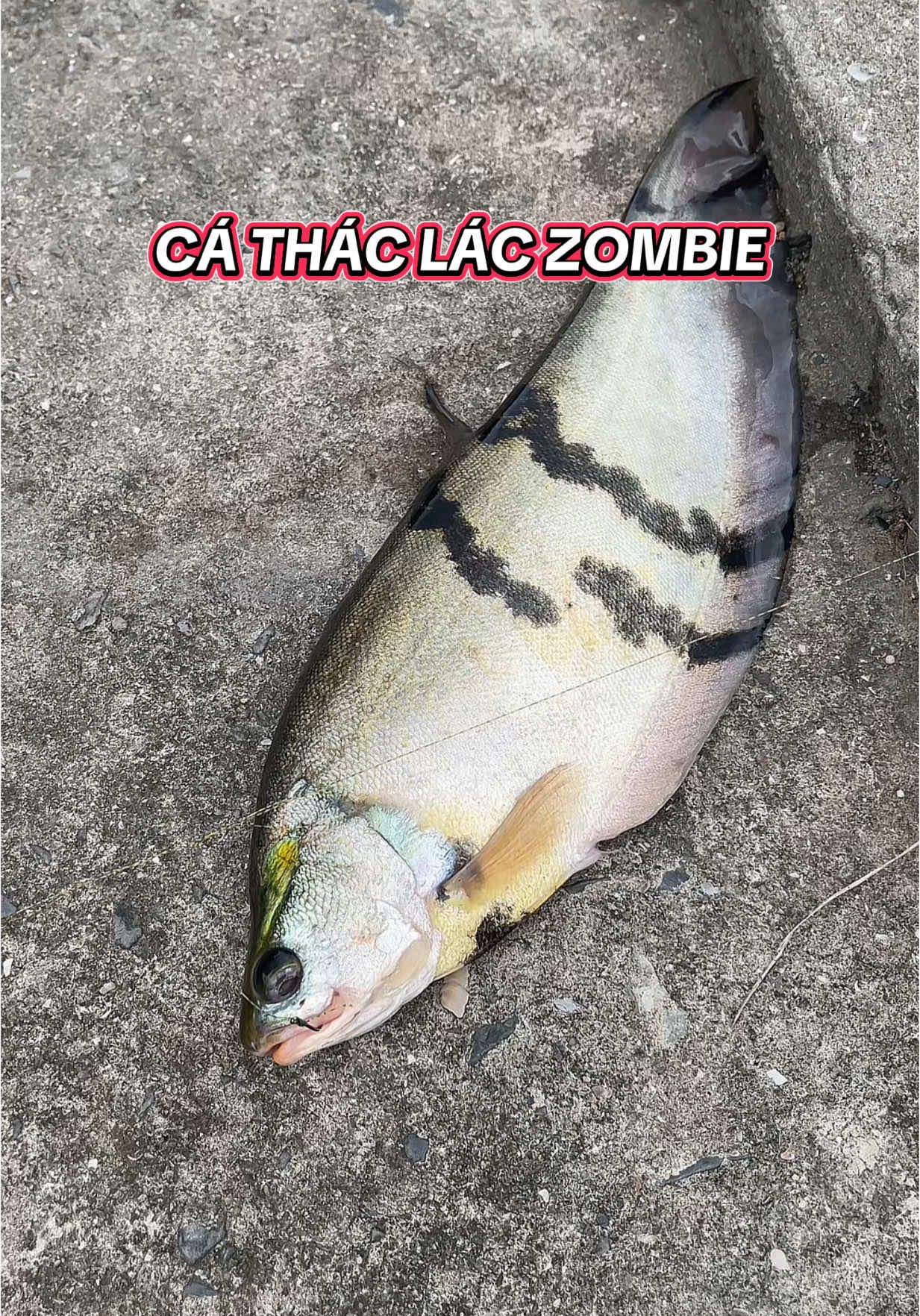 Câu cá thác lác bằng combo cần UL siêu cảm giác #bakekujiratackle #fishing #cauca 