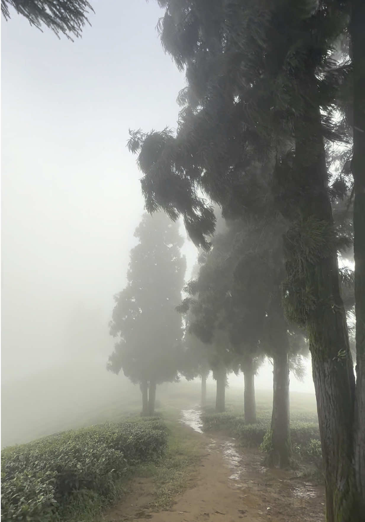 Good morning from kanyam ❤️