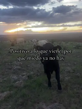 #campo 