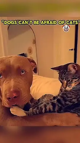 Dog VS Cat☠️🔥 #shorts #trollface #edit #fight @leah halton @XOTIT ☑️  #cat #dog #funny #tiktok 