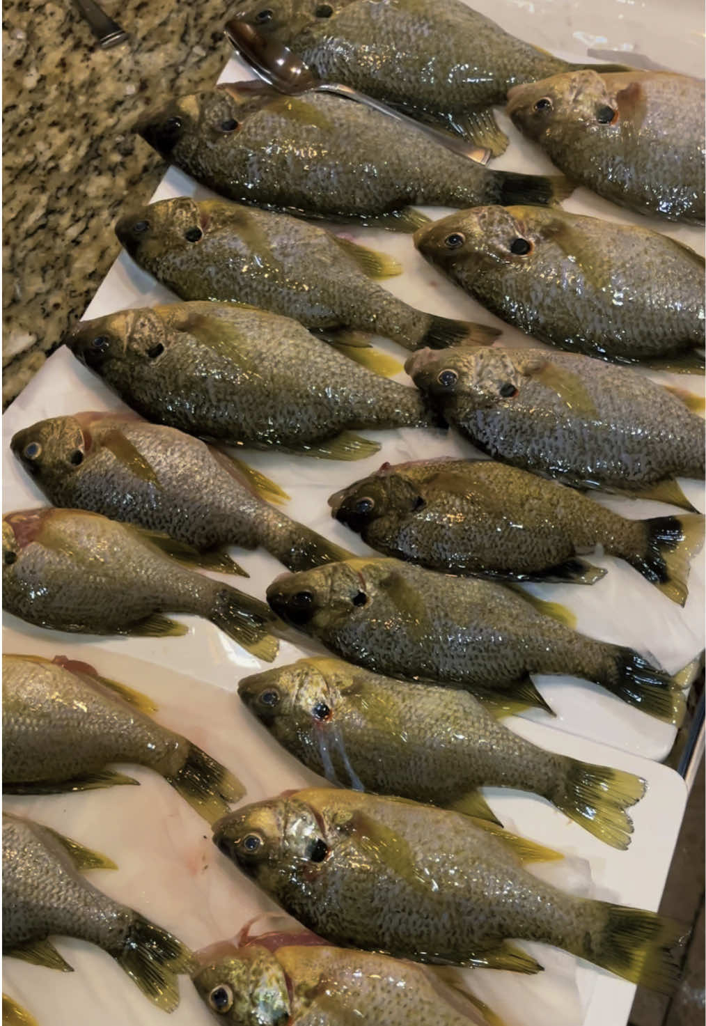 Mojarras/bluegills 🍀🍽️ Tracy,ca #fyp #blue #gill #mojarra #bass #fishing #Outdoors 