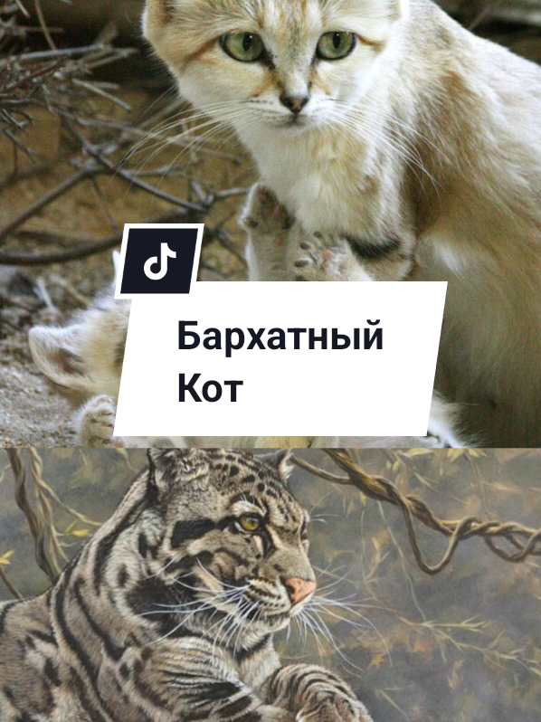 Самый загадочный кот планеты: плюшевая внешность, дикая суть #кошка #дикаякошка #факты #интересное #бархатныйкот #редкиеживотные #cattok 