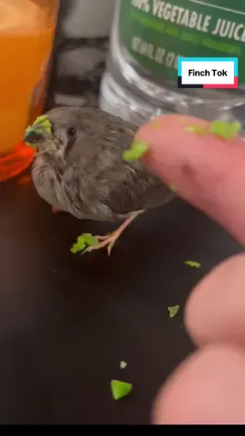 This is Bonnie. She was born with a leg deformity and mom and dad stopped feeding her. Bonnie is thriving and living a happy and normal finch life with the rest of the finch flock! #zebrafinch#bird#finch#pnw#fyp#gritcitygreencheeks#pets