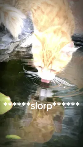 he dinked all the oiter 💔💔💔 #fyp #silly #foryou #cat #viral #fypシ #catsoftiktok 