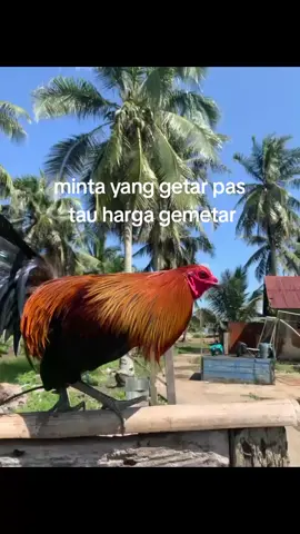 #promoseruweekend #kebeletfyp #limbizkit_line🇨🇿😇 #yamfilipin🇵🇭 #fypシ゚viral #gameframe #fyppppppppppppppppppppppp #ayamfilipin🇵🇭 