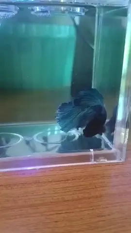 #bettafish #aquariumfish #betta #fyp 