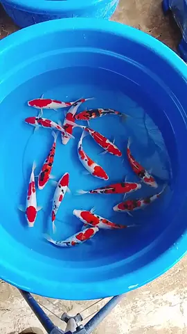 satset lurr size 20-23  , 150 ribu  dapat 4 ekor , lanjut DM / wa di bio profil  #ikan #koi 