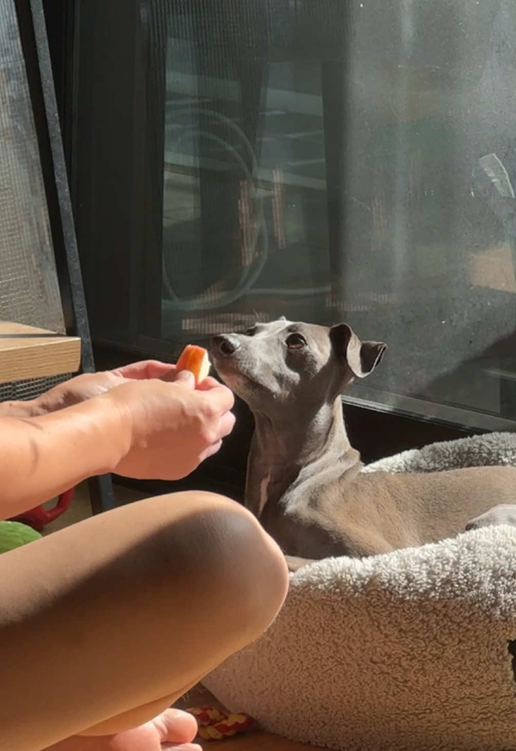my fiancé & our little prince #fyp #italiangreyhound #iggies #boydog #fiance 