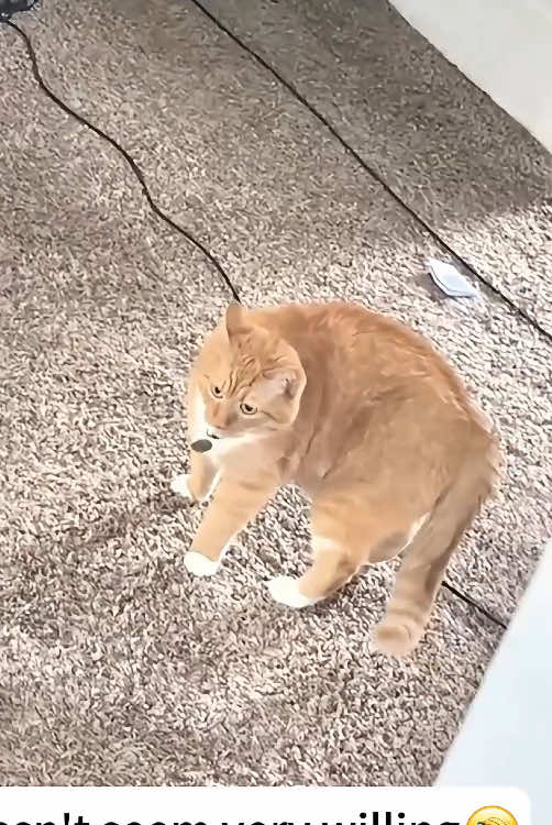 When the Immature Big Cat Meets the Innocent Little Cat 2.0#cat #catlover #funny #funnycat #foryou #pet #fyp 