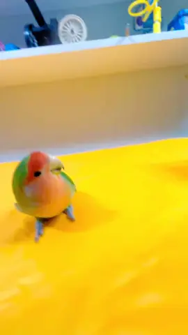 #Parrot #smartparrot #鹦鹉表演 