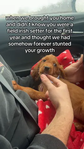 i genuinely believed i had done something wrong because she wasn’t like all of the giant irish setters i saw everywhere #fentysuperbrandday #dogsoftiktok #dogs #irishsetter #irishsetterpuppy 