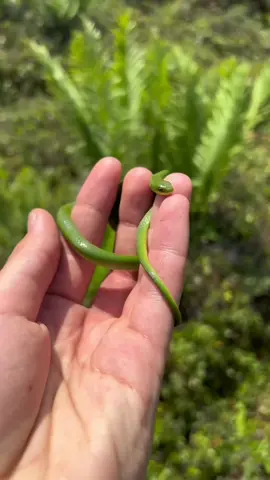tiny snake #snakesareawesome #snakes_of_india #snakeselfie #kingsnakes 