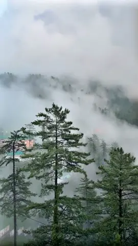 مری کا یہ موسم ہر کسی کو کہاں ملتا ہے؟ #murree #murreehills #murreeupdates #murreeweather #mallroadmurree #patriata #chairlift #expressway #kashmirpoint #murree_hills #cloudyweather #foggyweather #bhurban 