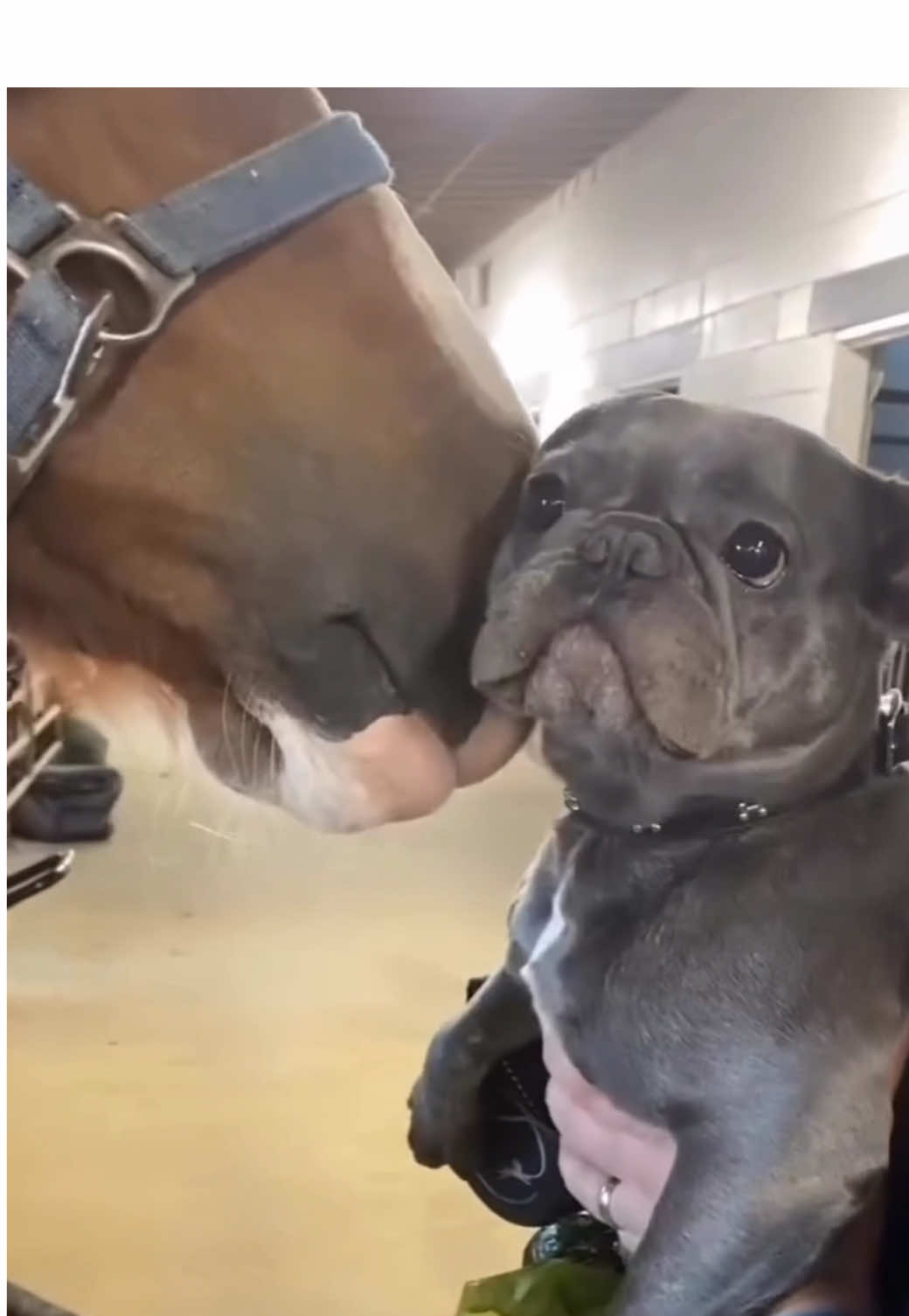 #BouledogueFrancais #DogLovers #bouledoguefrançais #bouledogue #bouledoguefrancese #bulldogfrances #bulldogfrancesecelebrity #bulldog #bulldogsoftiktok #bulldogfunny #boulyboss #animaux #animauxcute #viralditiktok #animaux_rigolos #animauxdrole #dogsoftiktok #chien #dog #dogfunny #funnypets #funnytiktok #funnyanimals #cutefrenchbull #frenchbullog 