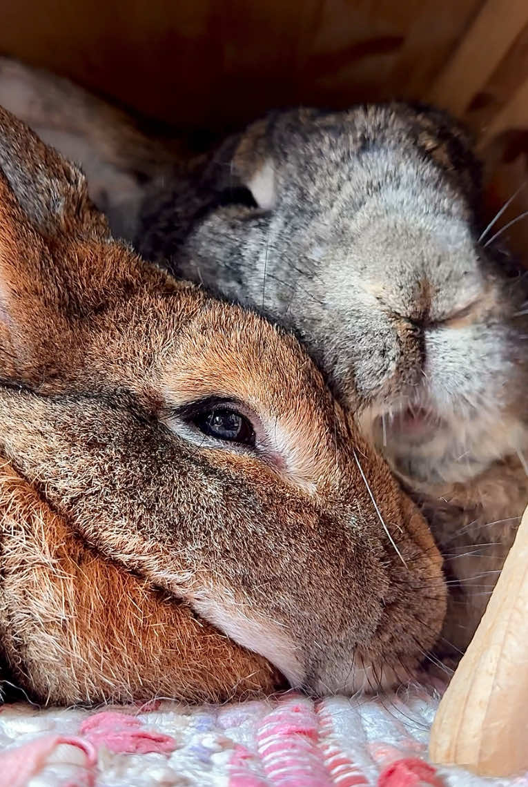 Have a wonderful weekend, dear bunfriends 🩷 #weekendmood #bestfriendsforever #cutecouple #cutebunnies #bunnies #bigbunny #brownbunny #bunnylove #kaninchen #kaninchenliebe #foryou #fyp 