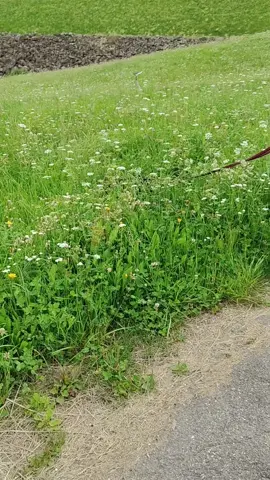 Oggi esploro la giungla! 🌿🐶 #lamiavita #michiamoclio