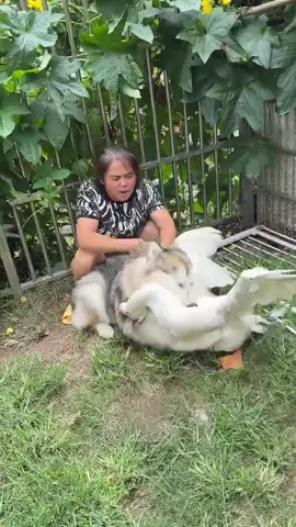 a dog and a goose are fighting