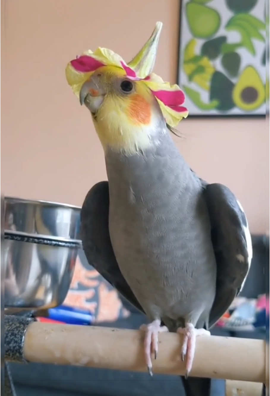 Parrots are the best singers #parrot #parrotsoftiktok #funnyparrot #funnyvideos #bird #lovebirds #funnytiktok 